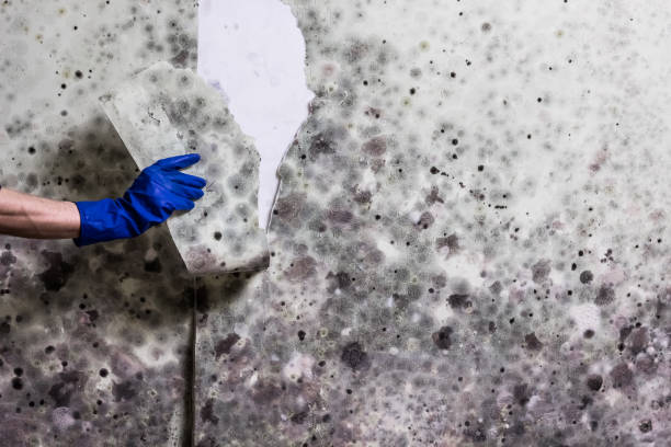 Best Attic Mold Remediation in Green Level, NC